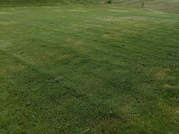 Thick, evenly cut turf with clean mower lines across an open lawn.