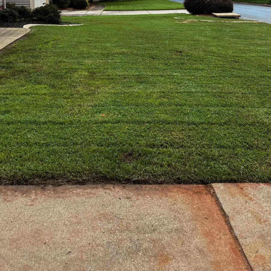 After: the lawn thick, level and cut in clean stripes to the driveway.