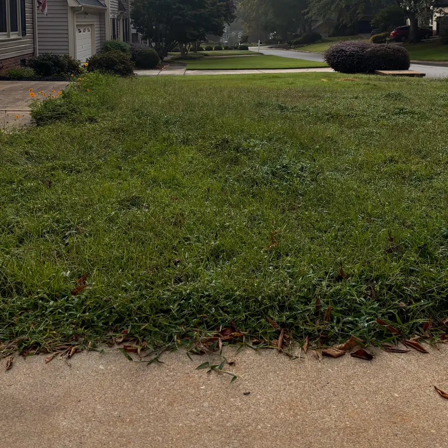 Before: patchy, overgrown grass with dead leaves along the driveway edge.